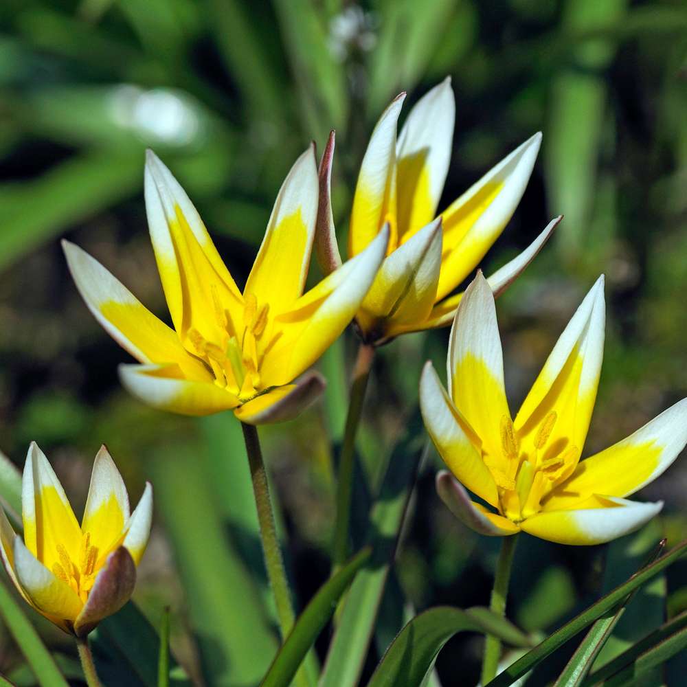 Botanisk Tulpan 'Tarda'